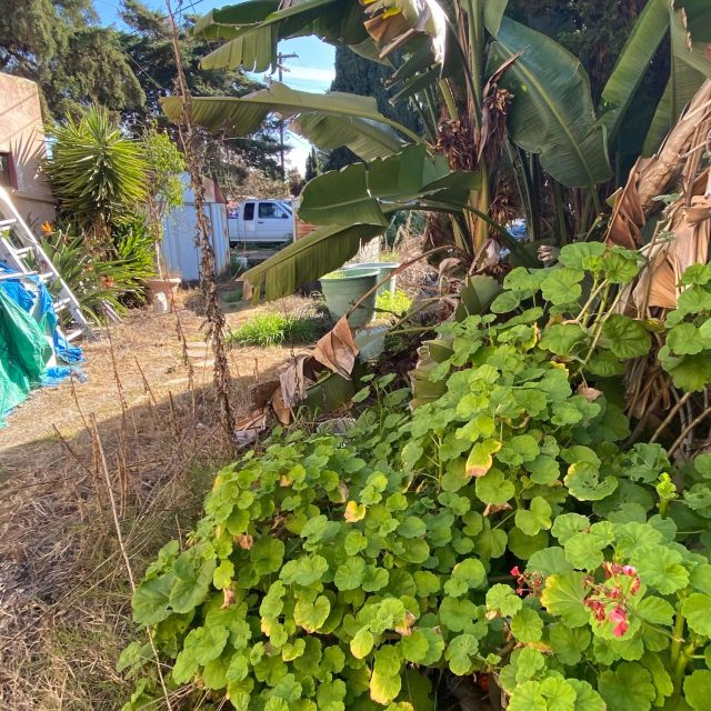 Duplex-in-San-Diego-back-yard-(1)